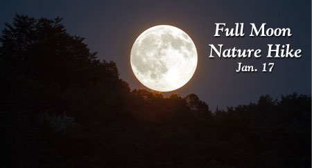 photo of full moon over canopy of trees