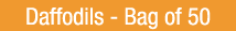 Daffodil Value Mix - Bag of 50