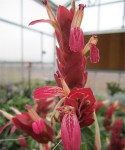 Justicia brandegeeana