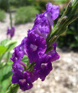 Stachytarpheta frantzii - Purple Porterweed