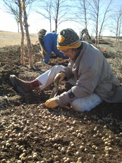 Volunteers plant bulbs at the Garden