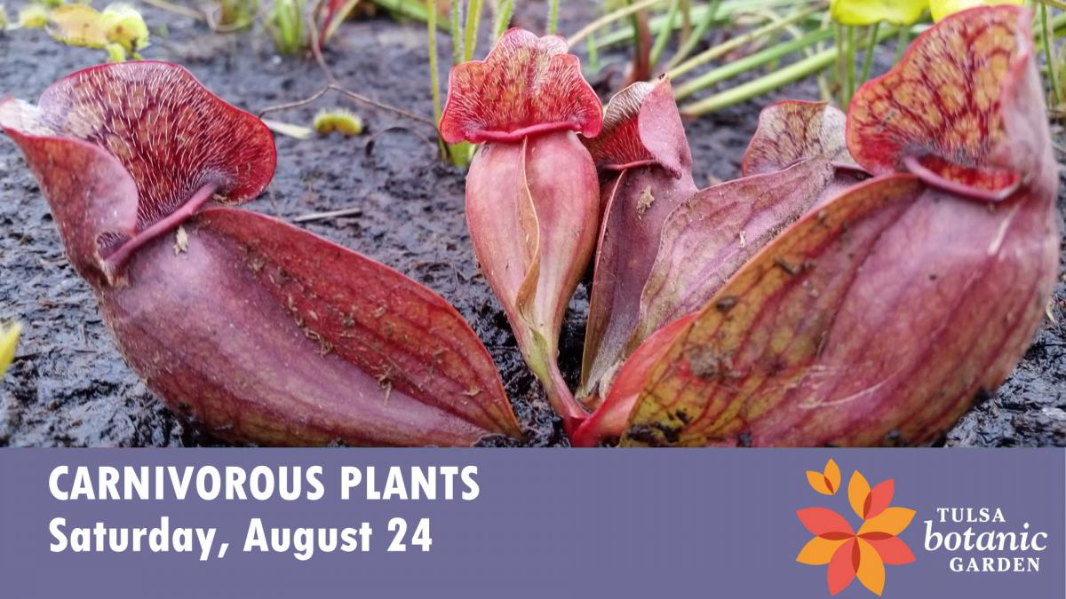 Carnivorous Plants at Tulsa Botanic Garden