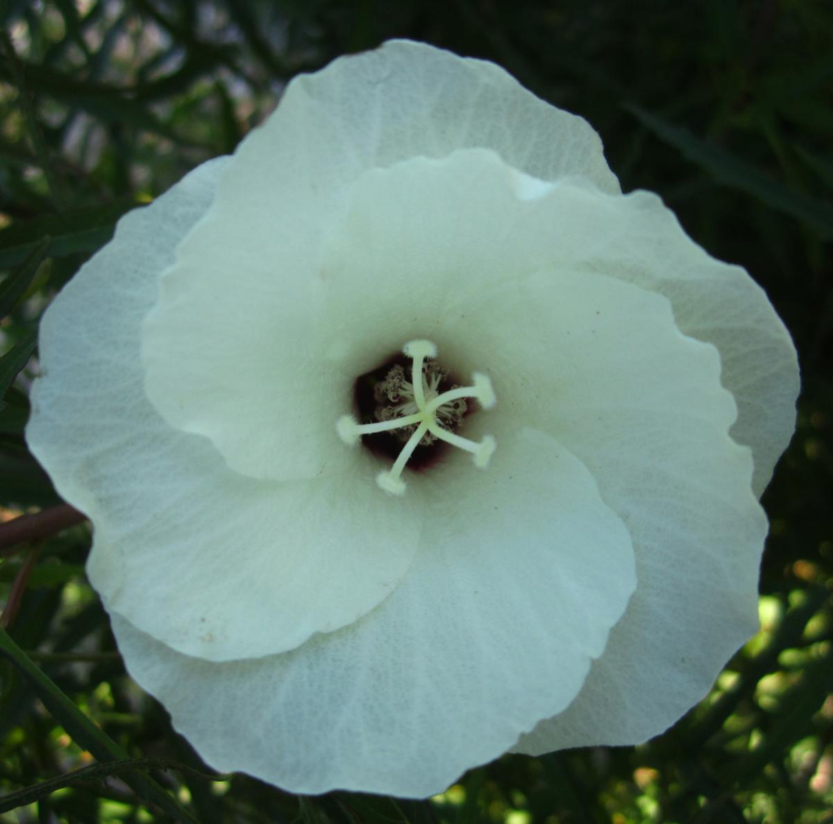 Hibiscus dasycalyx