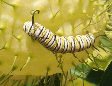 monarch caterpillar