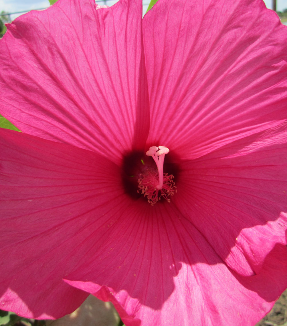 Hibiscus 'Moy Grande'