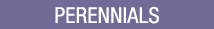 Shop Perennials