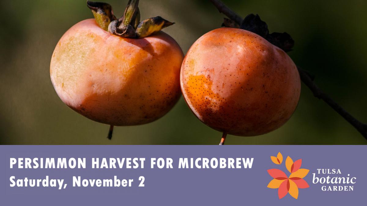 Persimmon Harvest at Tulsa Botanic Garden