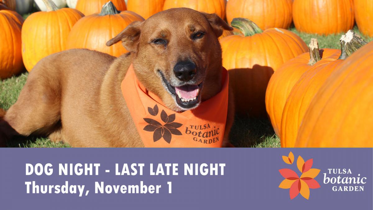 Dog Night - November 1, 2018