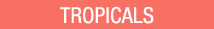 Shop Tropicals 
