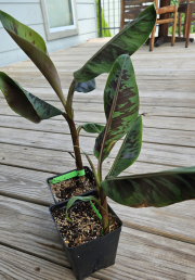 Blood-banana-Musa-acuminata-Zebrina