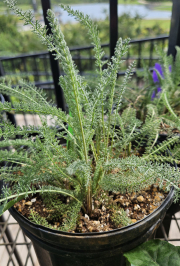 White-flowered-yarrow