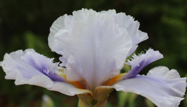 Iris-Ice-for-Brice-IMG_5321