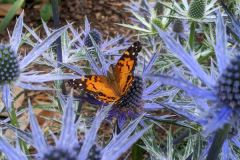 2023-05-23-Eryngium-Big-Blue