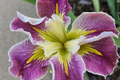 20230508_192907-Iris-Love-Me-Do-LP