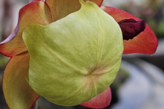 20230509_195200-Pitcher-plant