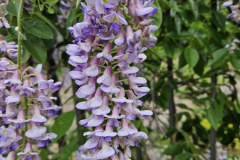 20230510_192110-Wisteria-Blue-Moon