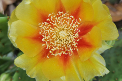 20230518_142405-Opuntia-humifusa