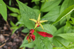 20230519_121702-Indian-Pink