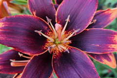 20230522_193306-Forever-Susan-Asiatic-lily