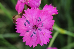 20230522_194805-Dianthus-carthusianorum