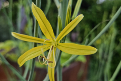 20230522_200149-Asphodeline-lutea-Kings-Spear-FT52