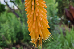 20230524_195820-Kniphofia-Mango-Popsicle-FT35