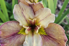 20230524_200548-Iris-Cherished-One-LP