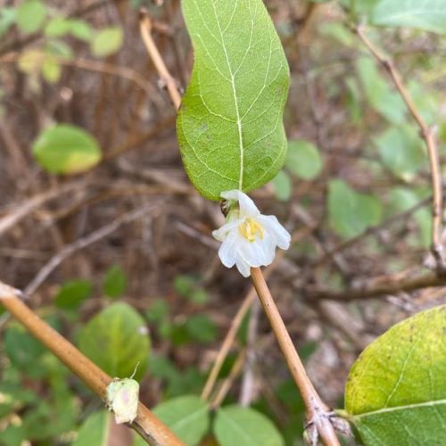 winter honeysuckle