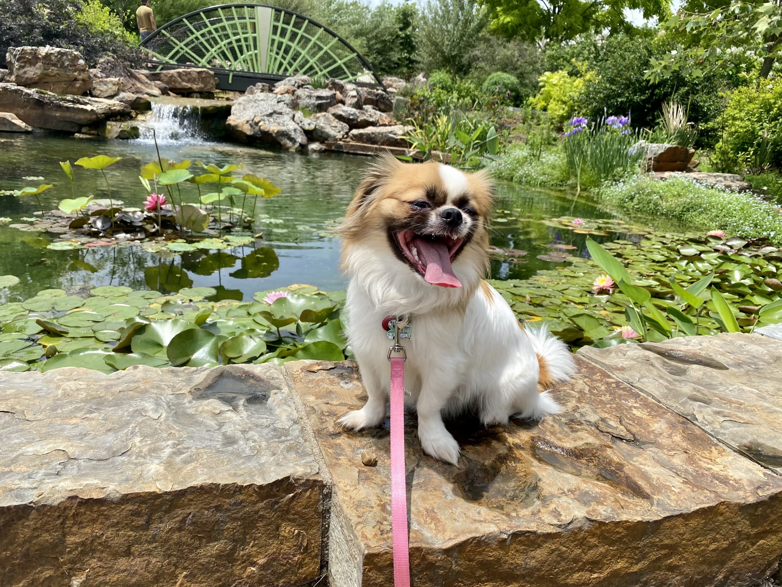 Second Saturday Dog Day Tulsa Botanic GardenTulsa Botanic Garden