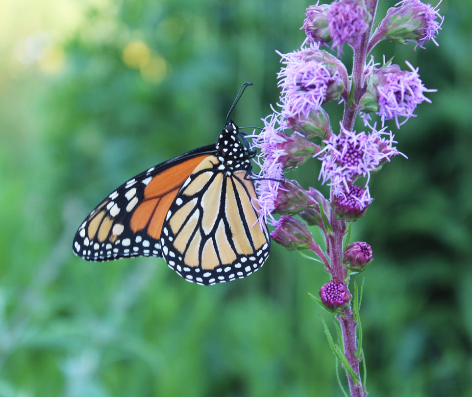 monarch butterfly with wings closed perched sideways on a purple liatris flower.