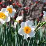 daffodils