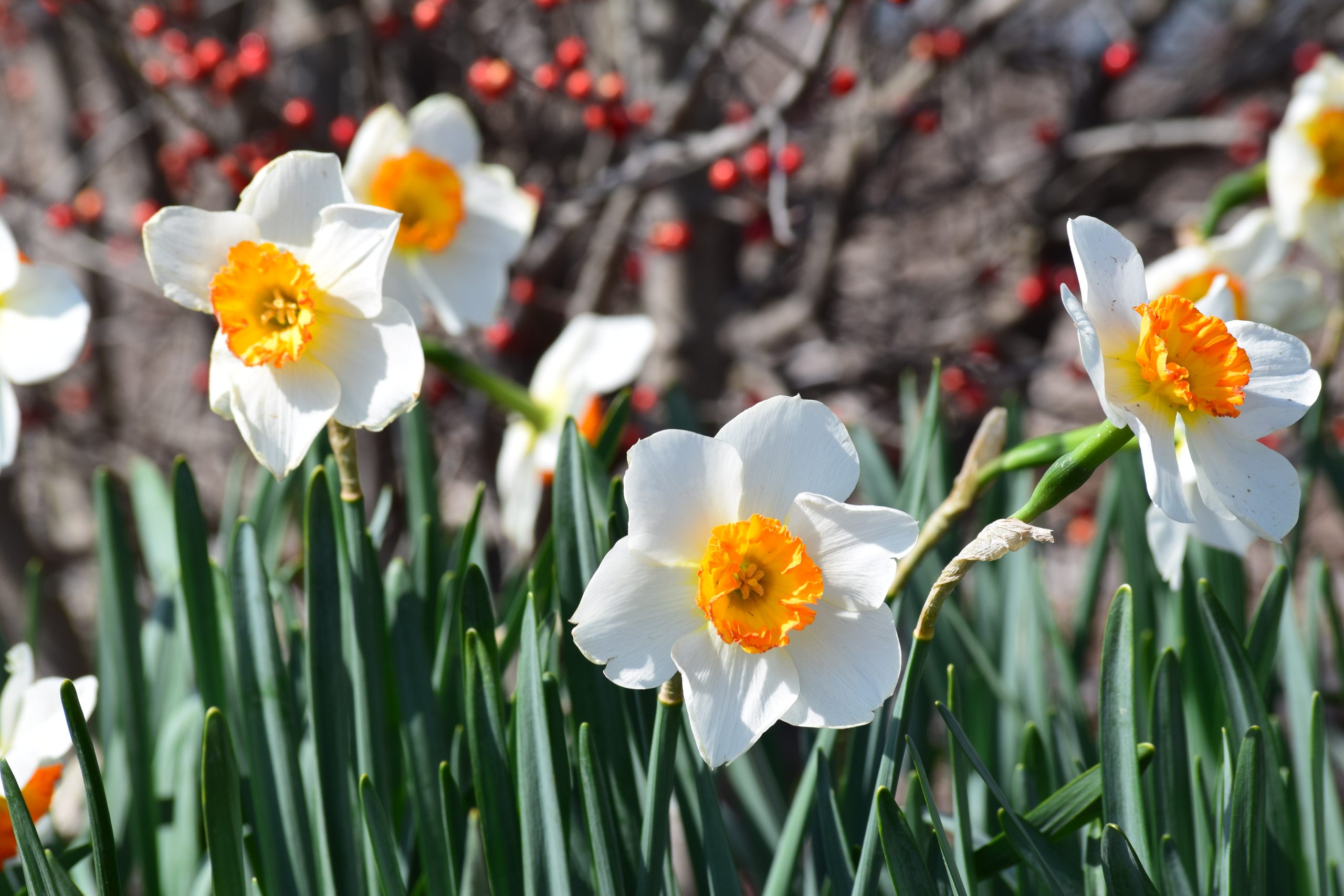 daffodils