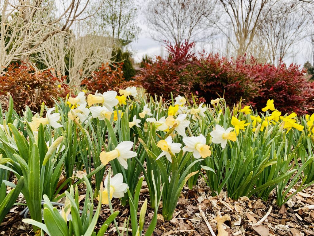 Daffodils blooming in garden