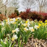 Daffodils blooming in garden