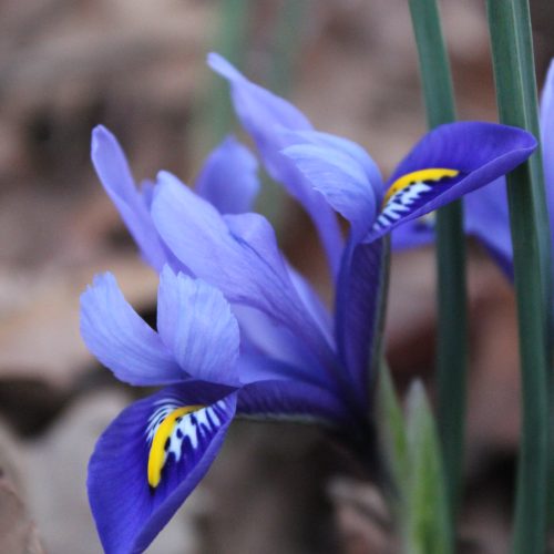 dwarf iris