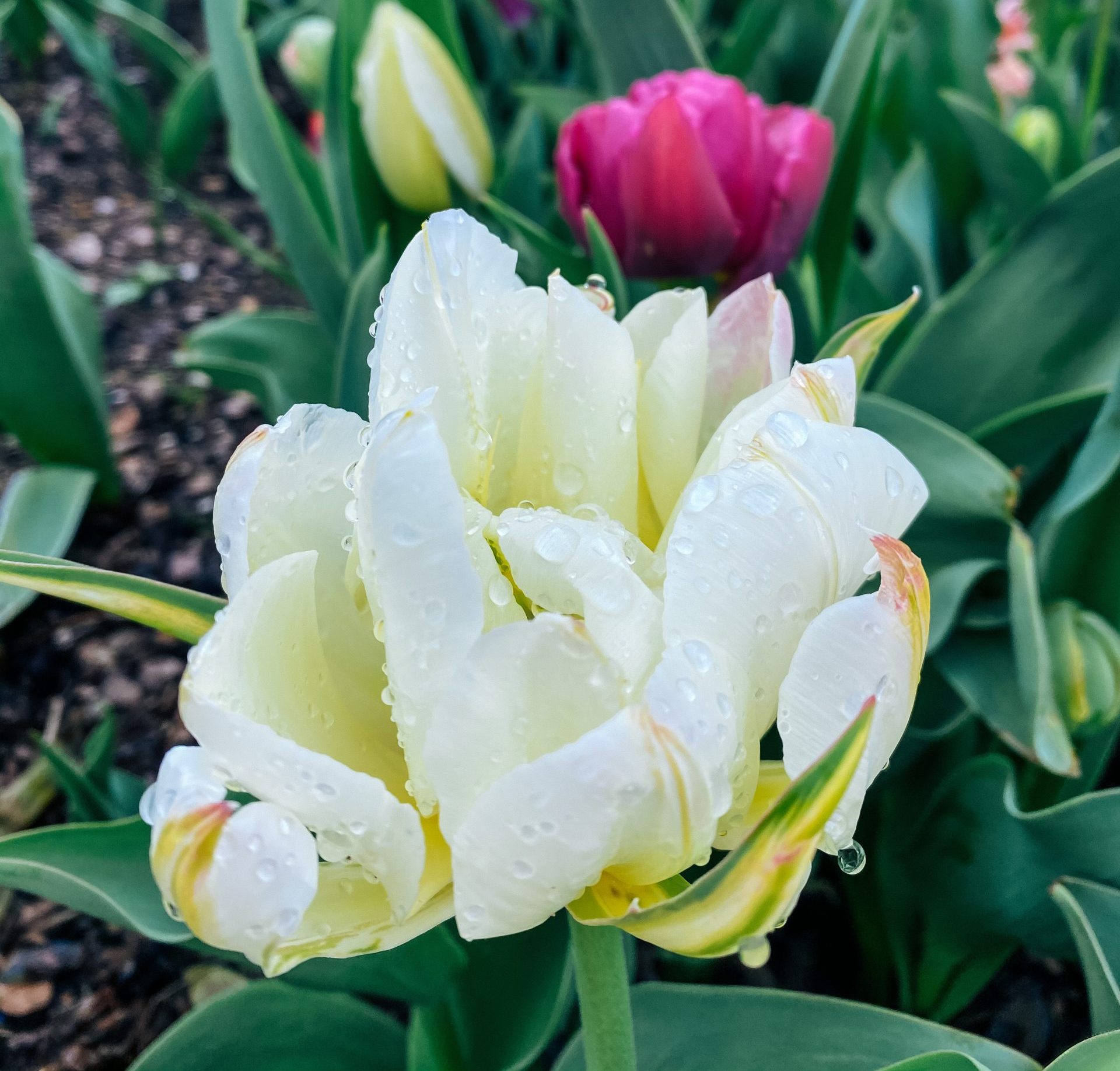 tulip with raindrops