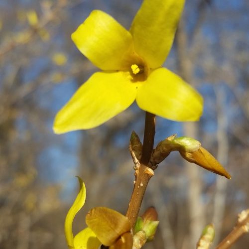 forsythia
