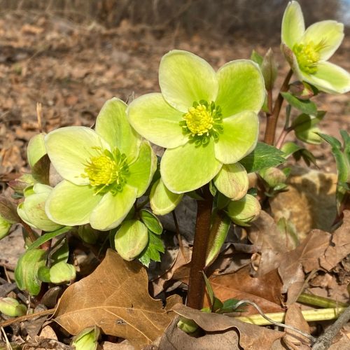 Hellebore - Feb. 20, 2023