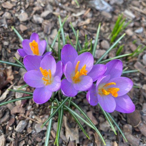 Crocus - Feb. 20, 2023