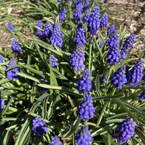 Muscari - Mar. 14, 2023