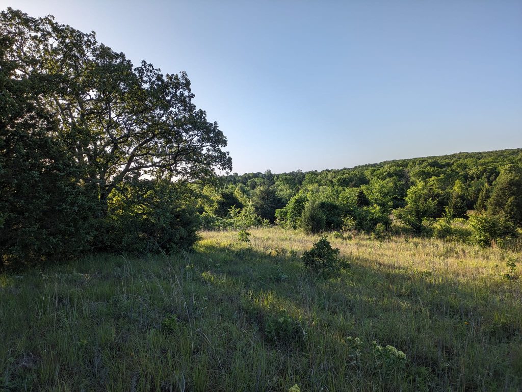 photo showing oak trees on left and in distance on right with prairie grasses between them