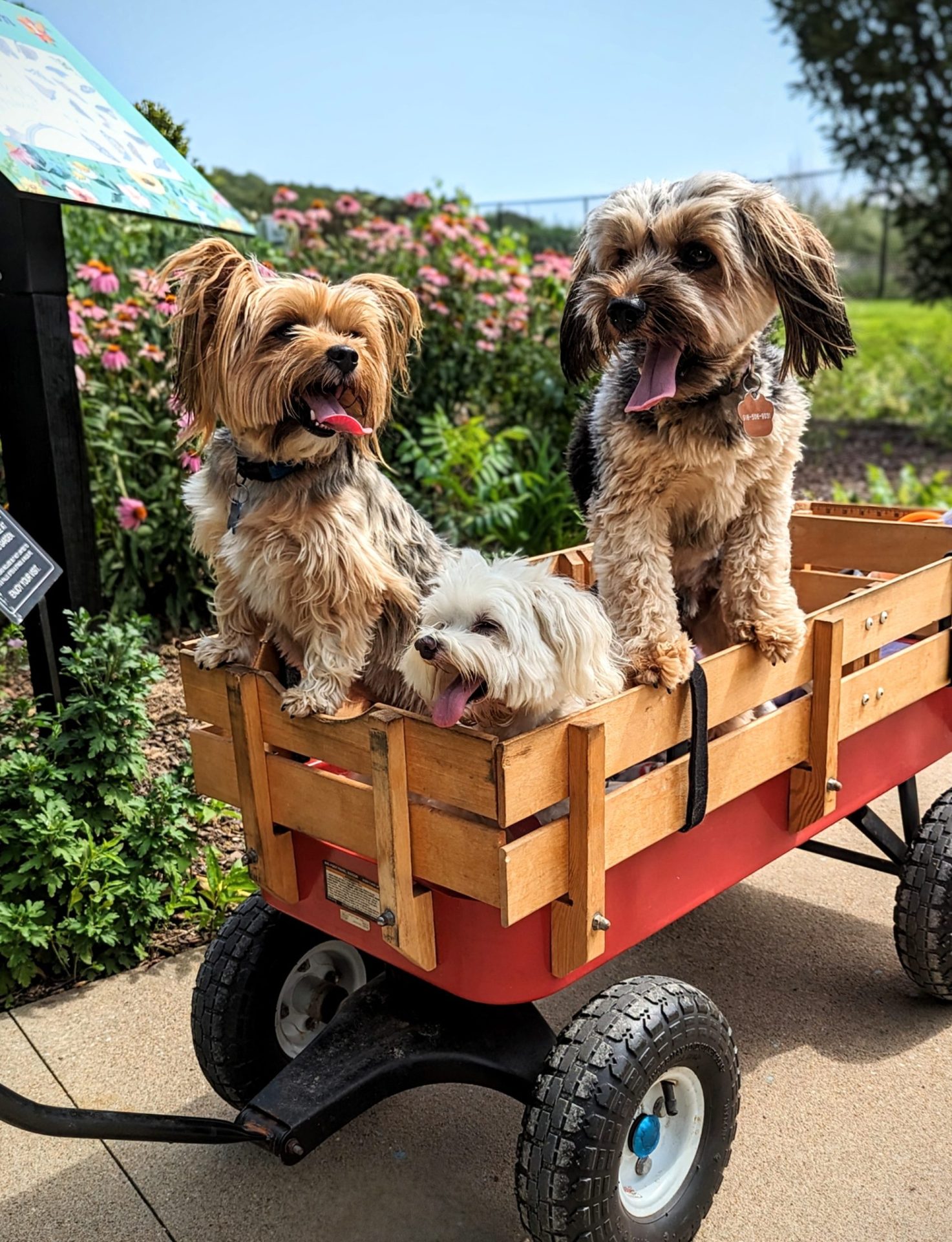 Dog Days at Tulsa Botanic Garden