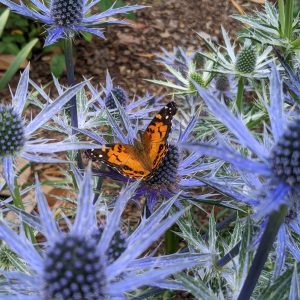 'Big Blue' sea holly
