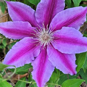 'Doctor Ruppel' clematis