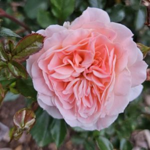 Apricot Drift® rose