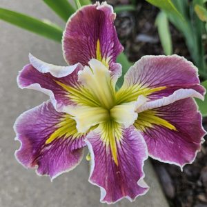Iris 'Love Me Do'