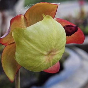 Pitcher plant