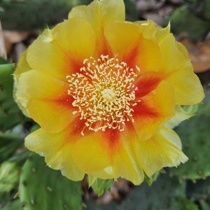 Prickly pear