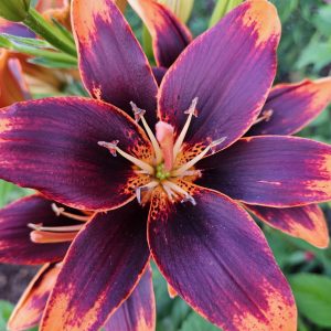 'Forever Susan' Asiatic lily