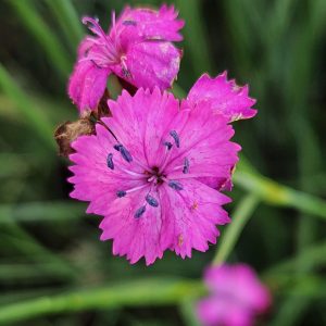 Clusterhead pink